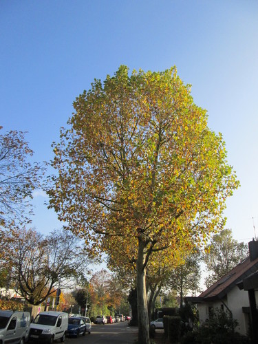 London Plane Tree