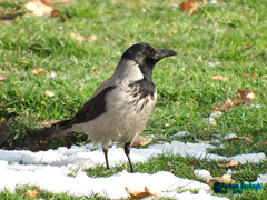 Corvus cornix