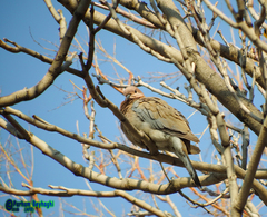 Streptopelia senegalensis