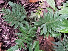 Goniopteris biformata