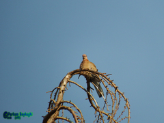 Streptopelia senegalensis