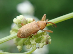 Dorytomus longimanus