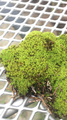 Tortella humilis