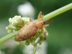 Dorytomus longimanus