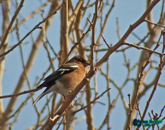Fringilla coelebs