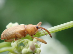 Dorytomus longimanus