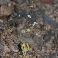Eriogonum ordii