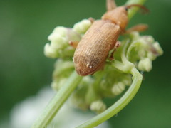Dorytomus longimanus