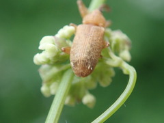 Dorytomus longimanus