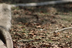 Aspidoscelis costatus