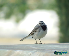 Motacilla alba