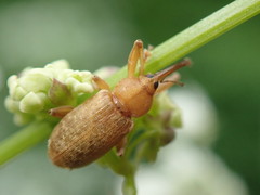 Dorytomus longimanus