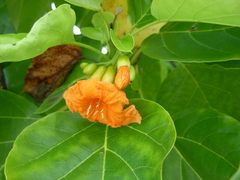 Cordia subcordata