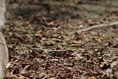 Aspidoscelis costatus