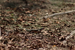 Aspidoscelis costatus