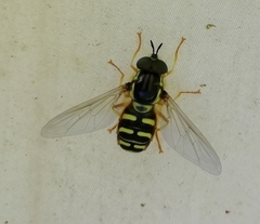 Chrysotoxum elegans