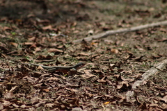 Aspidoscelis costatus