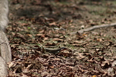 Aspidoscelis costatus