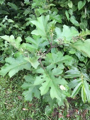 Solanum torvum image