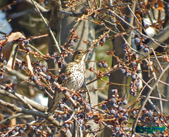 Turdus philomelos