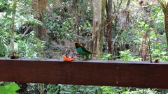 Tangara cyanoventris