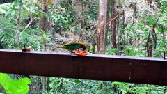 Tangara cyanoventris