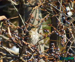 Turdus philomelos