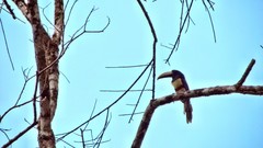Pteroglossus aracari
