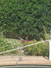 Geococcyx californianus