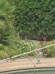 Geococcyx californianus