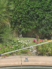 Geococcyx californianus