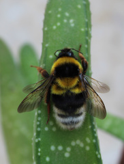 Bombus ruderatus