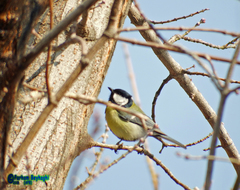 Parus major