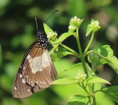 Amauris albimaculata