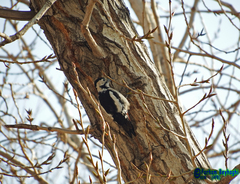 Dendrocopos syriacus
