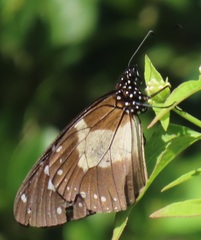 Amauris albimaculata