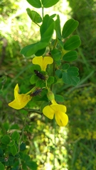 Closterotomus annulus