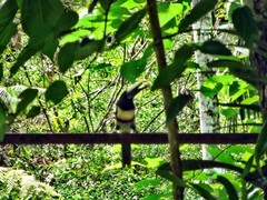 Pteroglossus aracari
