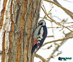 Dendrocopos syriacus