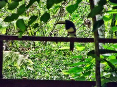 Pteroglossus aracari