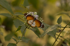 Danaus chrysippus alcippus