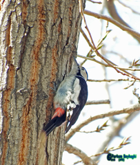 Dendrocopos syriacus