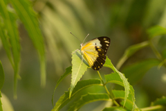 Belenois creona creona