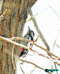 Dendrocopos syriacus