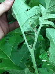 Solanum torvum image