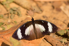 Hypolimnas anthedon anthedon