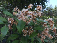 Calyptranthes pallens