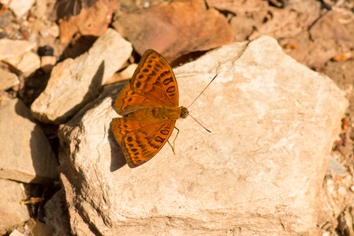 Euriphene amicia