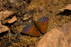 Bebearia tentyris