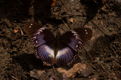 Hypolimnas salmacis salmacis